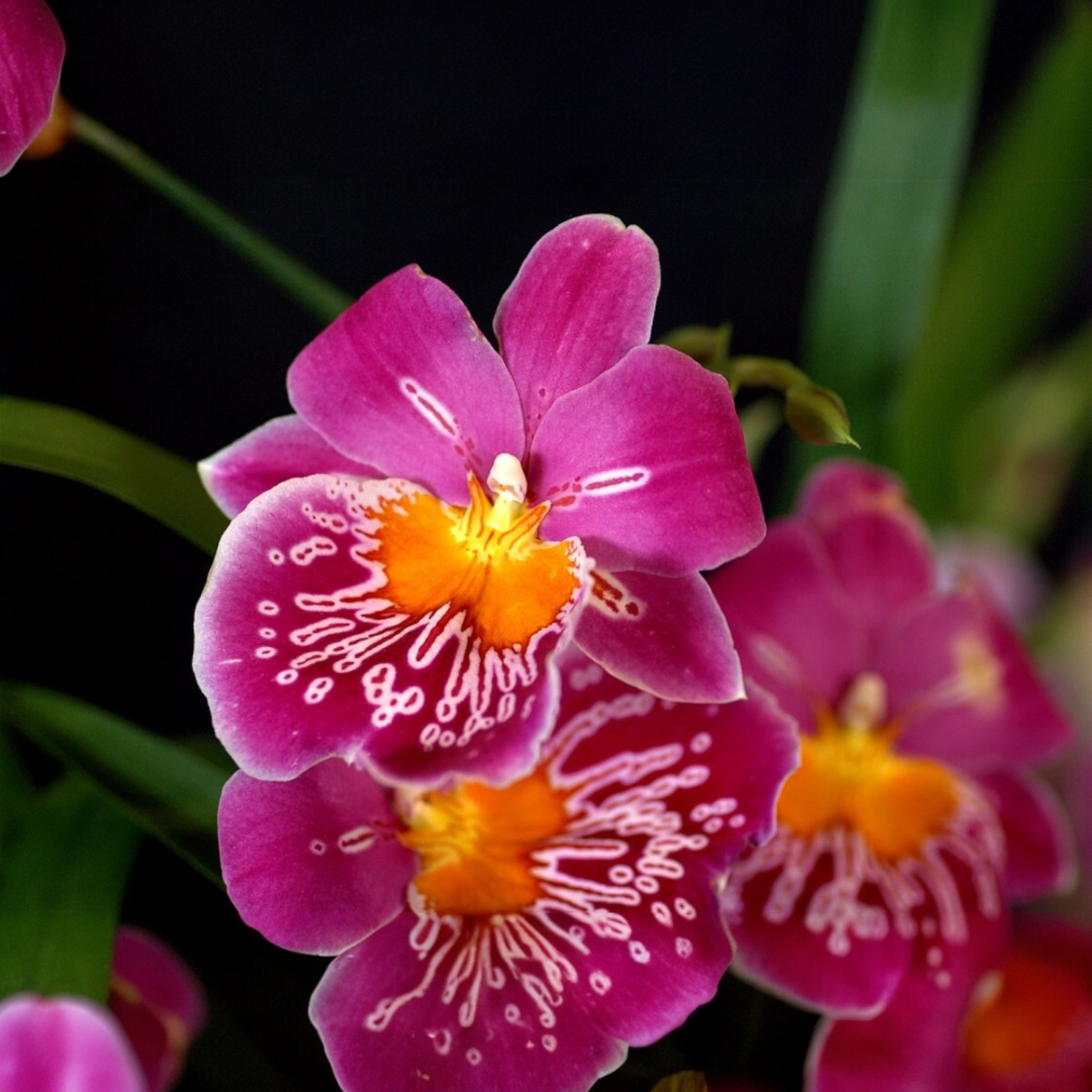 Miltonia Orchids/Pansy Orchids/Miltonia spectabilis | Dark Purple Flower Orchid Live Plant